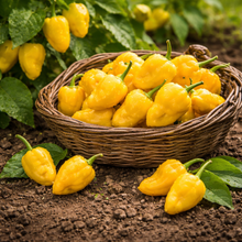 Organic mild aromatic ‘Trinidad Perfume’ pepper (<em>Capsicum chinense</em>)