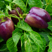 Purple Sweet Pepper