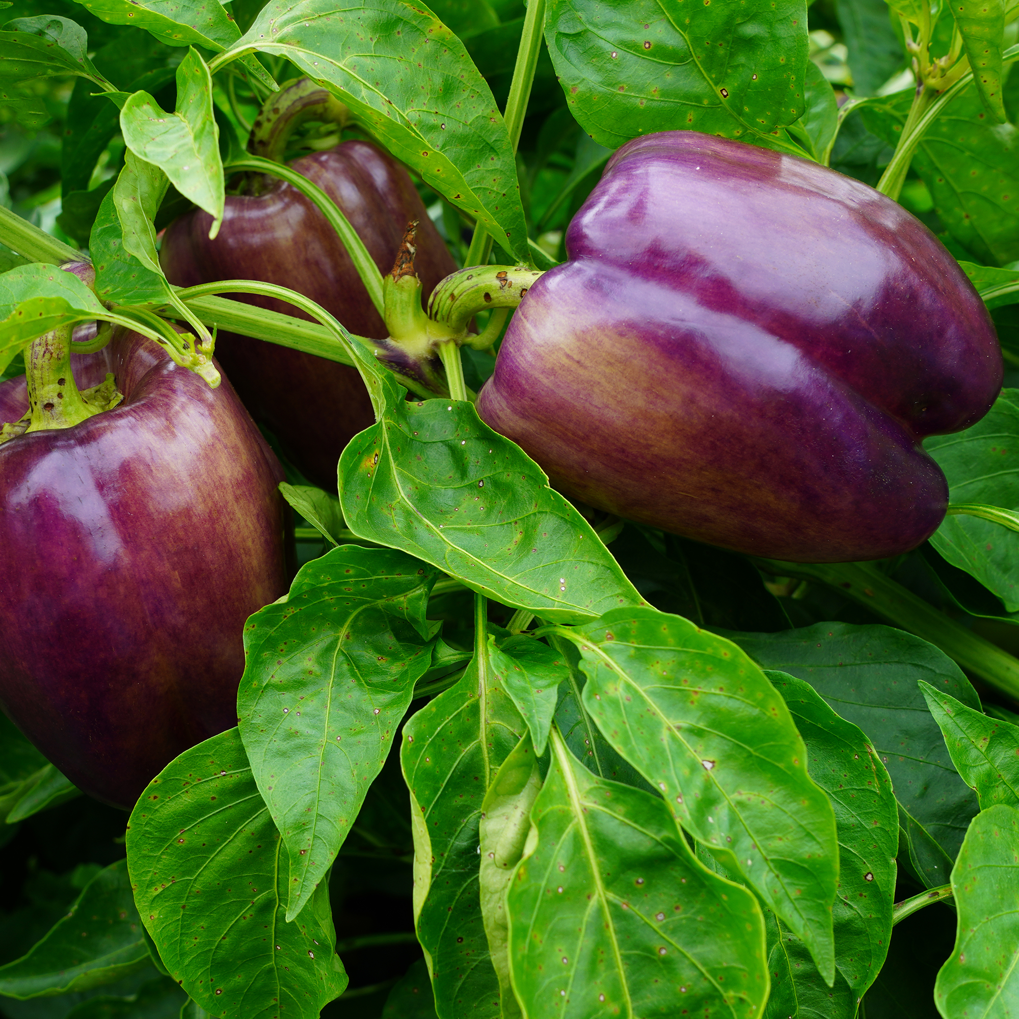 Purple Sweet Pepper