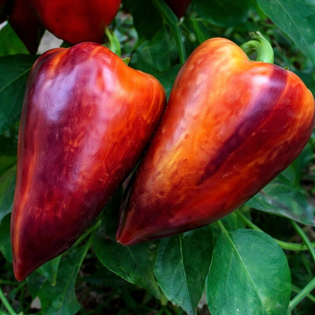 Organic purple 'Sparkle' pepper