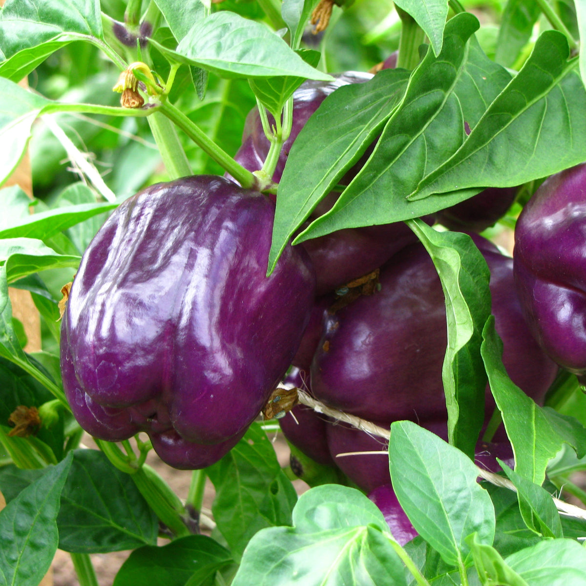 Photo de Poivron mauve ‘Tequila’ F1. La couleur caractéristique est : ivoire à lilas. Les fruits présentent cette forme : carrée. Le visuel permet d’observer les contours, les teintes et la disposition des éléments présentés. Les détails de forme et les contrastes donnent un aperçu de l’apparence de cette plante ou de sa récolte.
