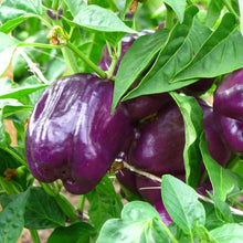 Photo de Poivron mauve ‘Tequila’ F1. La couleur caractéristique est : ivoire à lilas. Les fruits présentent cette forme : carrée. Le visuel permet d’observer les contours, les teintes et la disposition des éléments présentés. Les détails de forme et les contrastes donnent un aperçu de l’apparence de cette plante ou de sa récolte.