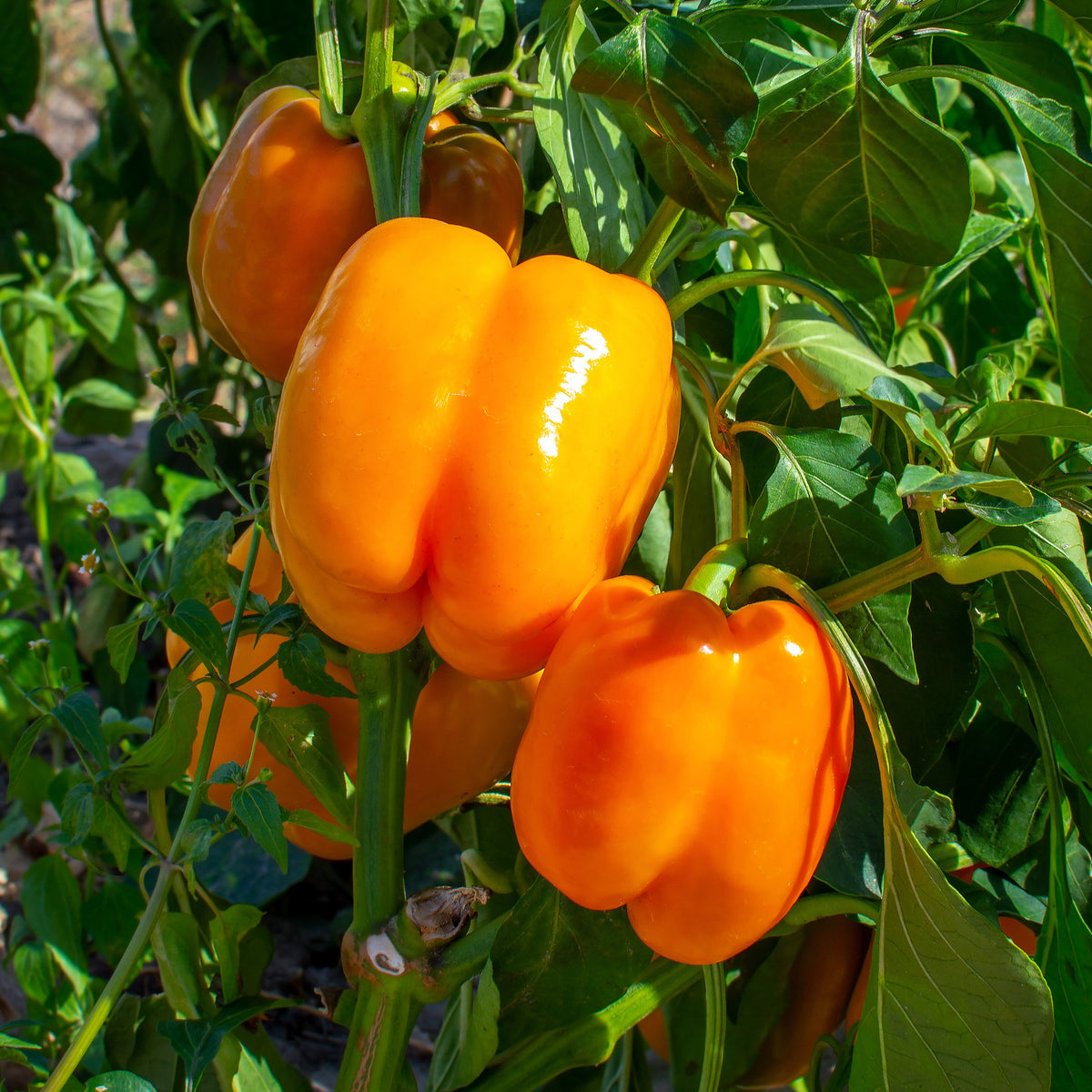 Photo de Poivron orange 'Delirio' F1. La couleur caractéristique est : orange. Les fruits présentent cette forme : carrée. Le visuel permet d'observer les contours, les teintes et la disposition des éléments présentés. Les détails de forme et les contrastes donnent un aperçu de l'apparence de cette plante ou de sa récolte.