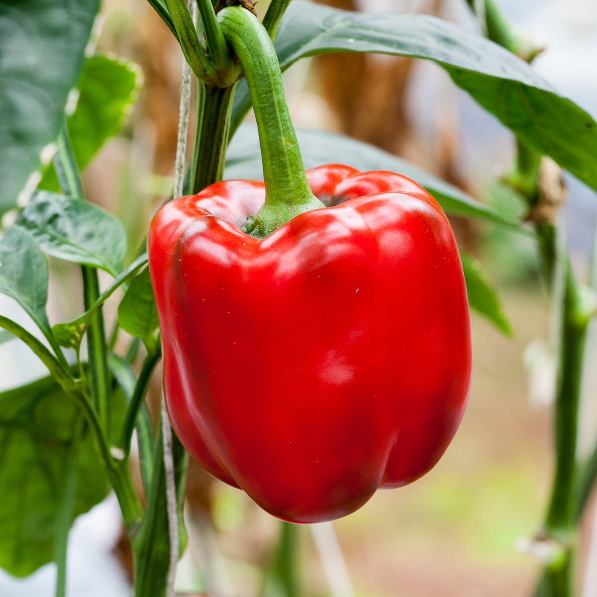 Red Sweet Pepper