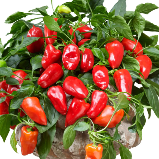 Red pepper 'From Heaven'