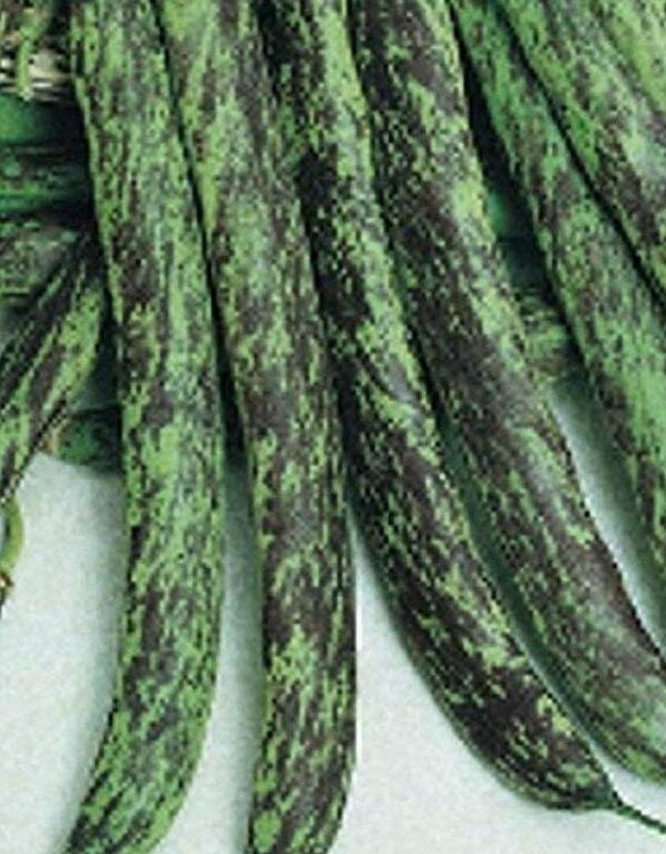Semences Haricot grimpant 'Bobis D’Albenga' (Phaseolus vulgaris)