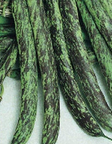 Semences Haricot grimpant 'Bobis D’Albenga' (Phaseolus vulgaris)