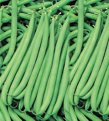Semences Haricot grimpant 'Blue Lake S.N' (Phaseolus vulgaris)