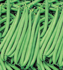 Semences Haricot grimpant 'Blue Lake S.N' (Phaseolus vulgaris)