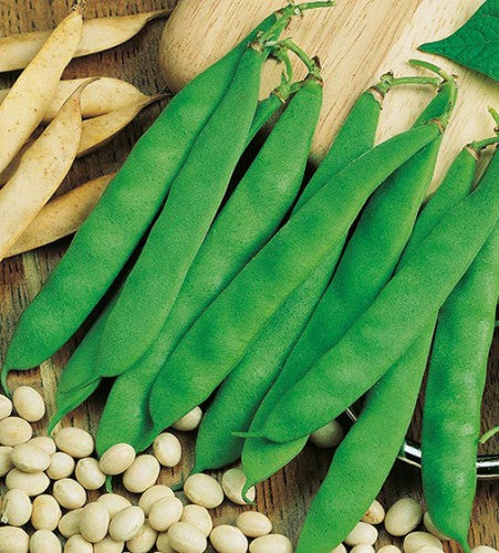 Semences Haricot grimpant 'Cocco Bianco' (Phaseolus vulgaris)