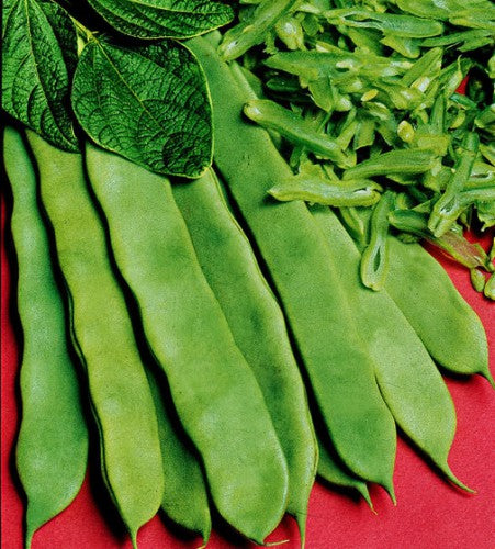 Semences Haricot grimpant 'Limka' (Phaseolus vulgaris)