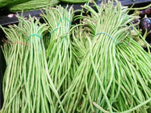 Semences Haricot grimpant 'Metre Long' (Vigna unguiculata subsp.