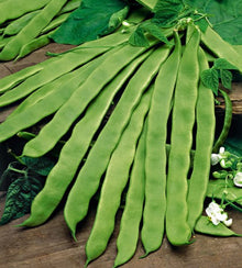 Semences Haricot grimpant 'Monachella' (Phaseolus vulgaris)