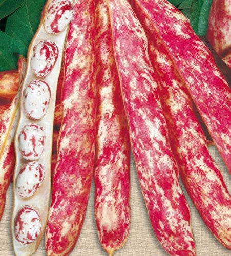 Semences Haricot grimpant 'Romano Fire Tongue Borlotto' (Phaseolus