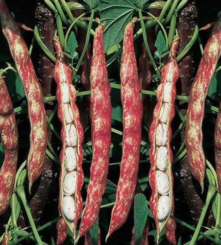 Semences Haricot grimpant 'Romano Fiama Strengonata' (Phaseolus