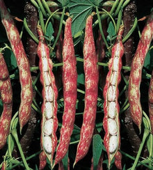 Semences Haricot grimpant 'Romano Fiama Strengonata' (Phaseolus