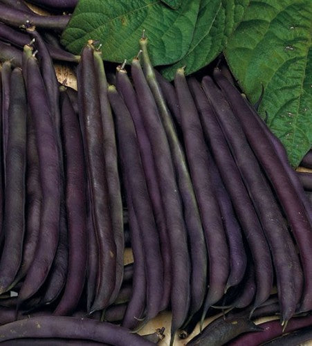 Semences Haricot grimpant 'Royal Burgundy' (Phaseolus vulgaris)