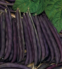 Semences Haricot grimpant 'Royal Burgundy' (Phaseolus vulgaris)