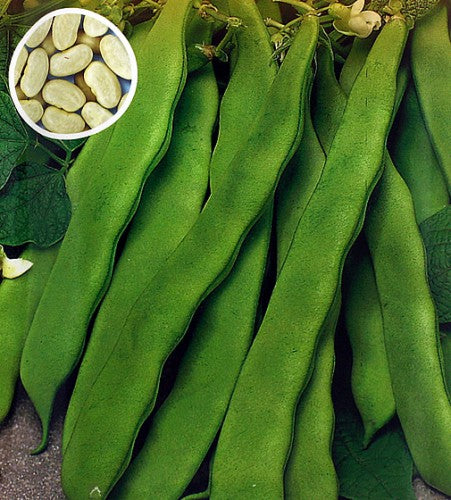 Semences Haricot grimpant 'Supermarconi S.B.' (Phaseolus vulgaris)
