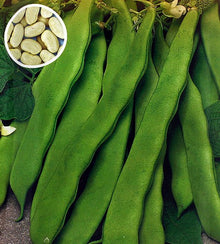 Semences Haricot grimpant 'Supermarconi S.B.' (Phaseolus vulgaris)