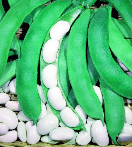Semences Haricot grimpant 'Lima Di Spagna Bianco' (Phaseolus spp.)