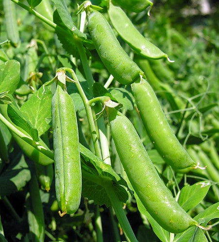 Semences Pois grimpant 'Alderman Rugoso' (Pisum sativum)