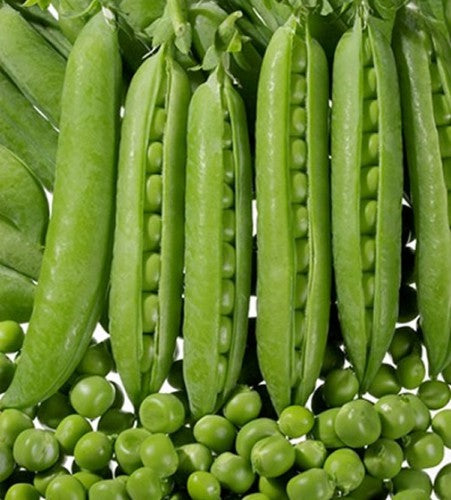 Semences Pois grimpant 'Grand Rugoso Speciale' (Pisum sativum)
