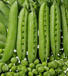 Semences Pois grimpant 'Grand Rugoso Speciale' (Pisum sativum)