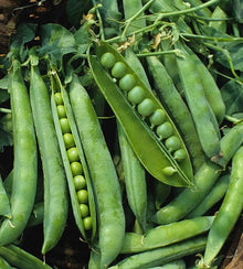 Semences Pois grimpant 'Rondo San Cristoforo' (Pisum sativum)