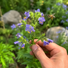 Polémoine rampante visitée par une abeille.