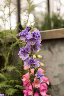 Polemonium yezoense 'Bressingham Purple'