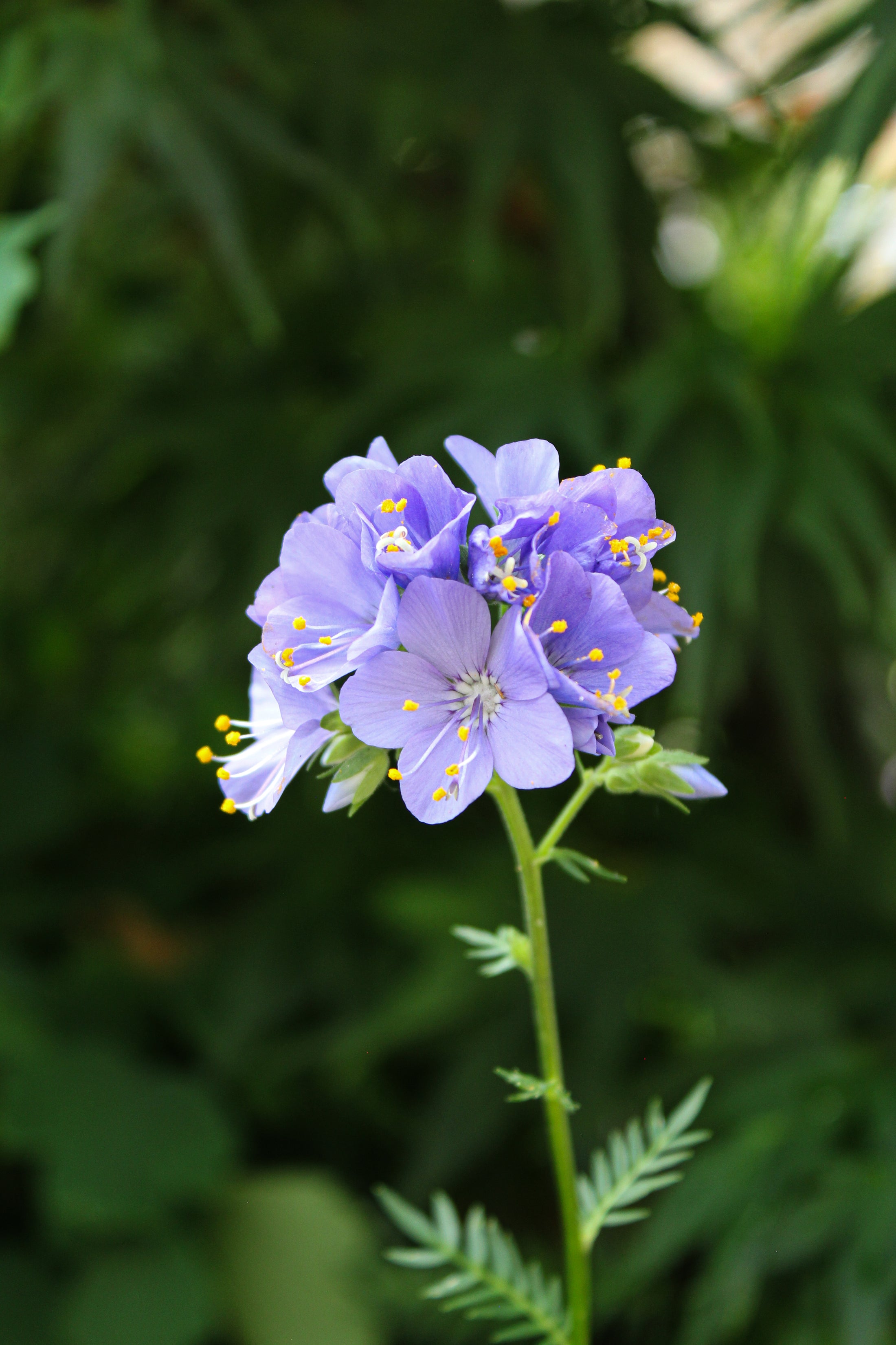 Polemonium yezoense 'Bressingham Purple'