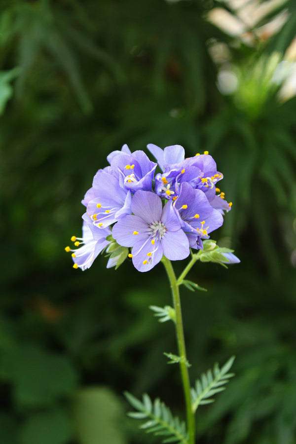 Polemonium yezoense ‘Bressingham Purple’
