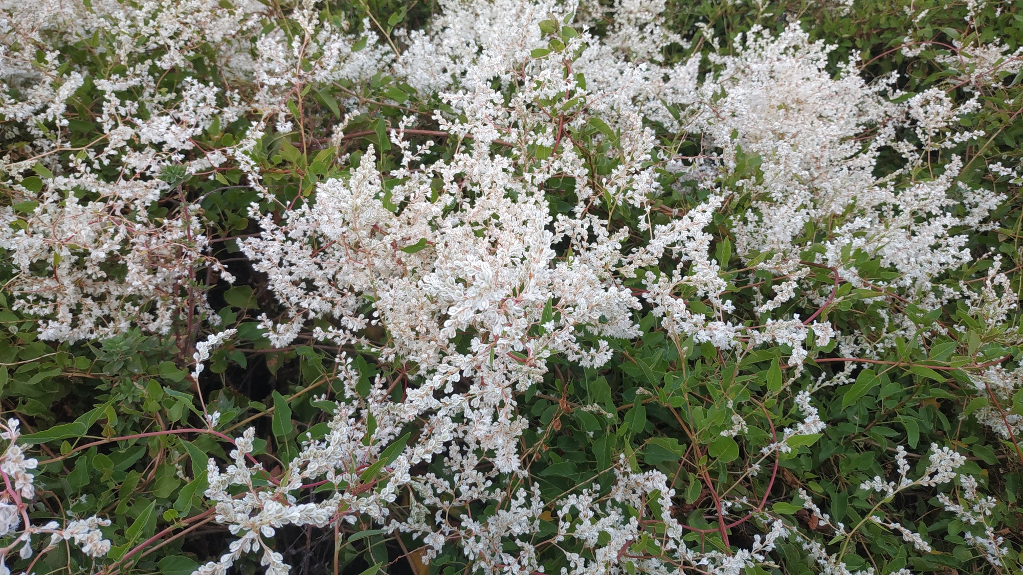 Polygonum aubertii