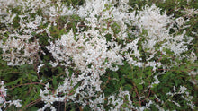 Renouée d’Aubert (Polygonum aubertii)