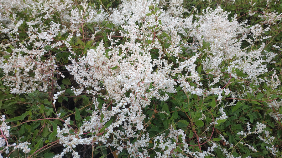 Renouée d’Aubert (Polygonum aubertii)