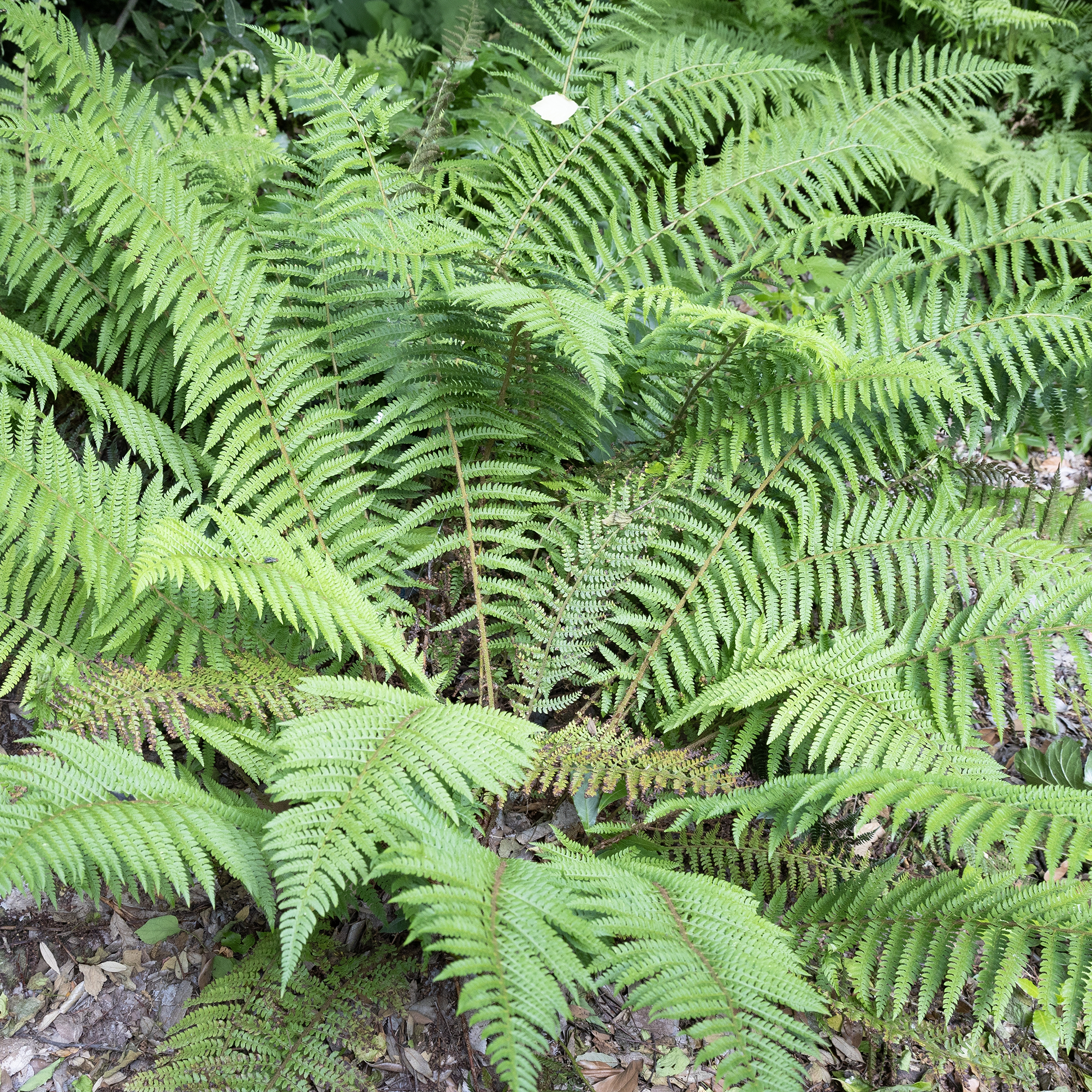 Polystichum aculeatum