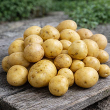 Yellow baby potato F1
