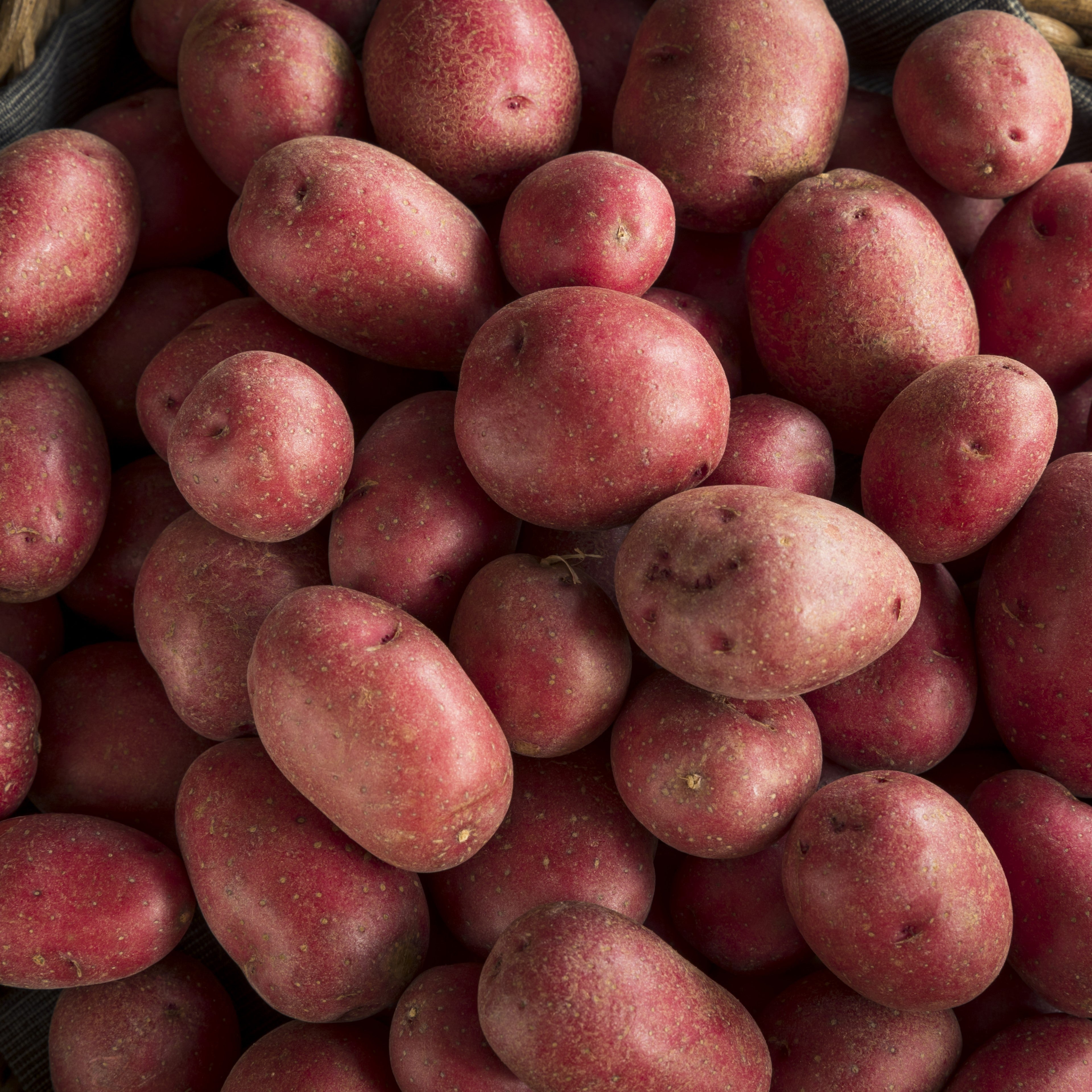 Terres Rouges B1 Semences W.H Perron | Pomme de terre rouge 'Clancy' – Pépinière.ca