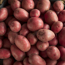 Pomme de terre rouge 'Clancy'