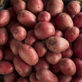 Red potato 'Clancy'