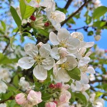 Malus 'Sugar Time'