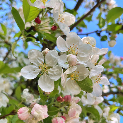 Malus 'Sugar Time'