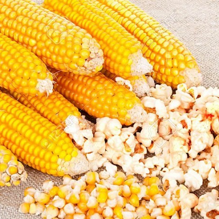 Popcorn
