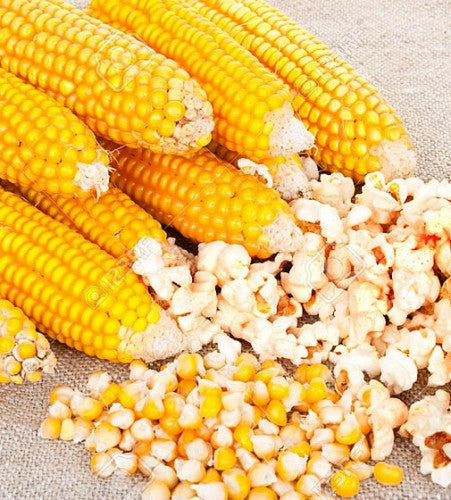 Semences Maïs à éclater (Zea mays)