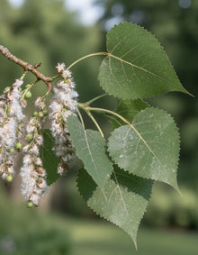 Populus deltoides ‘Siouxland’