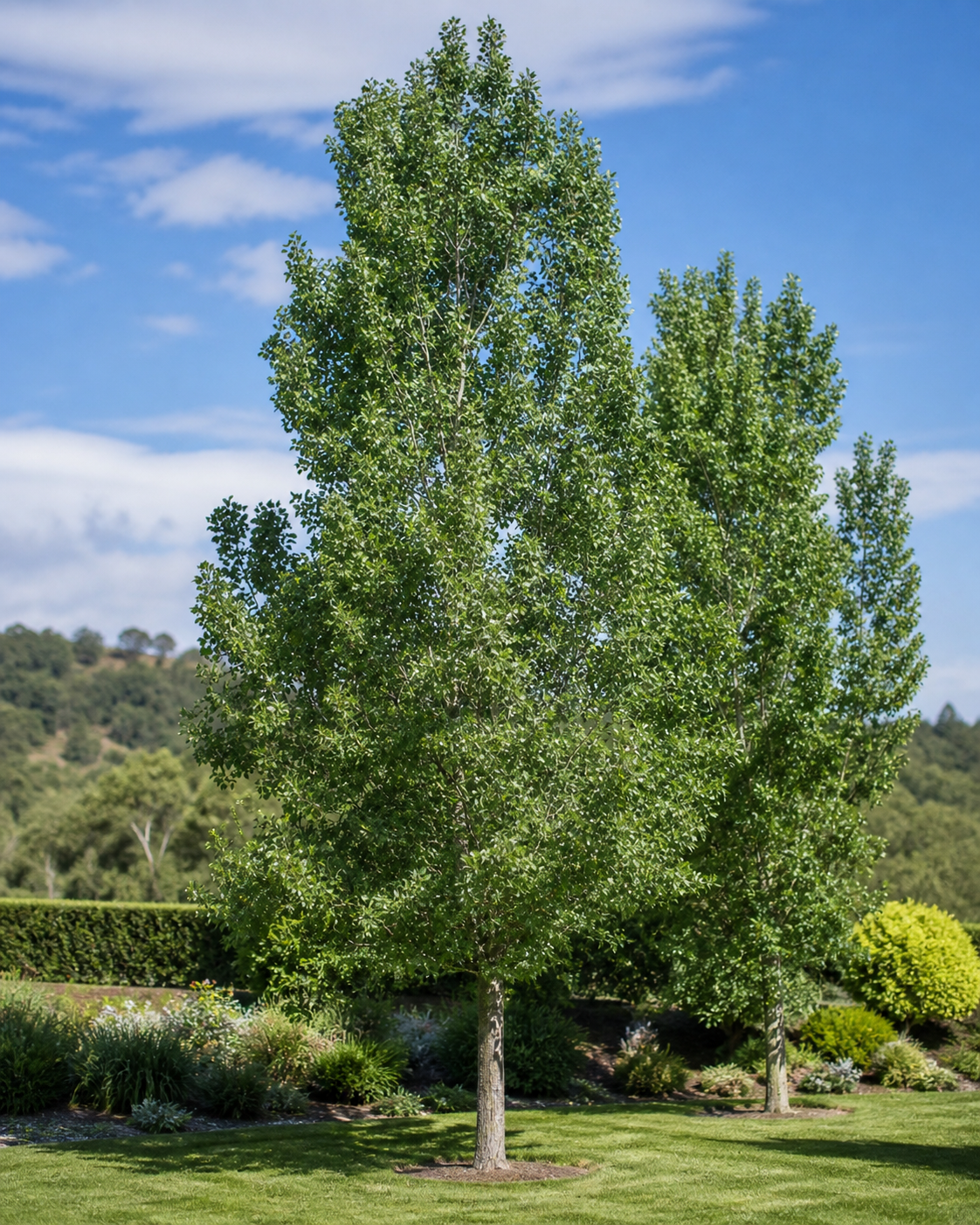 Populus deltoides ‘Siouxland’