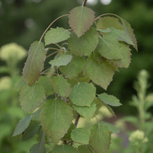 Populus tremula ‘Erecta’