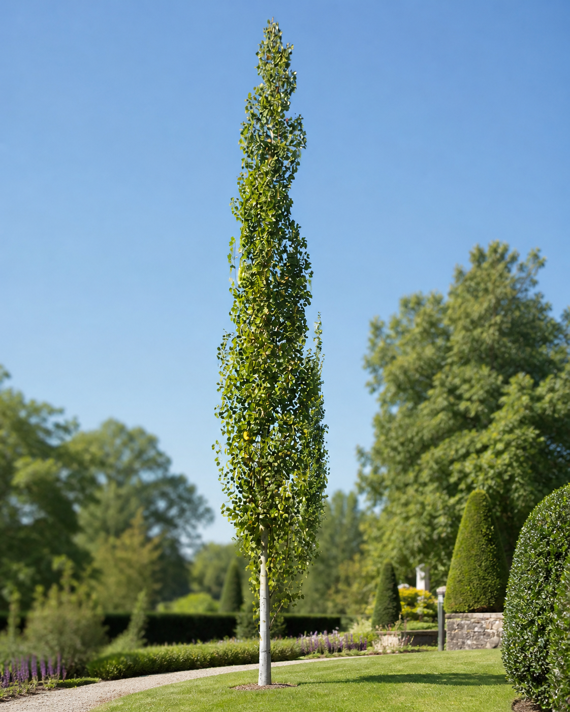 Populus tremula ‘Erecta’