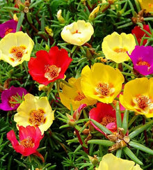 Semences Mélange de pourpiers à grandes fleurs (Portulaca